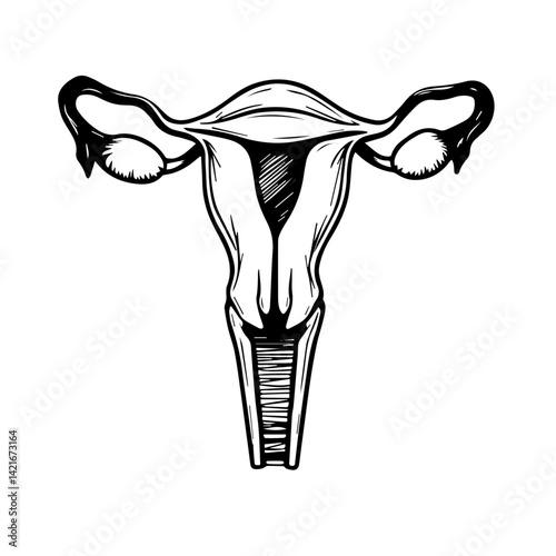 Anatomical illustration of a uterus in black and white  