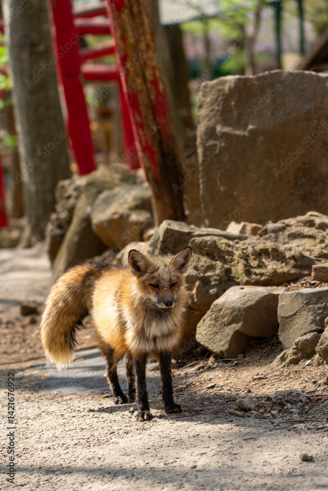 宮城蔵王キツネ村のキツネと鳥居