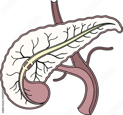 Pancreas vector art