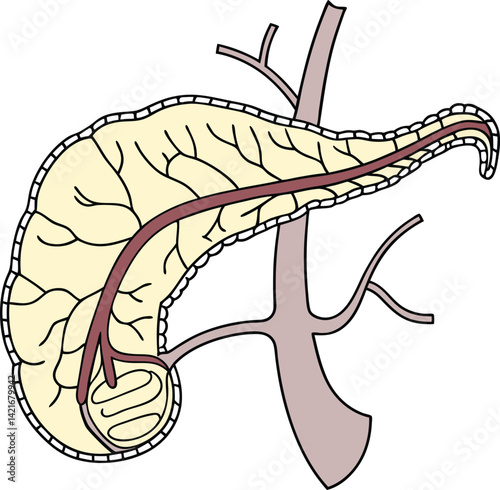 Pancreas vector art