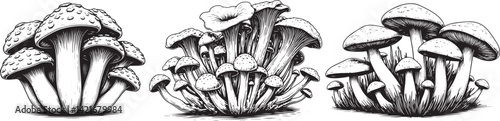 hand drawn black ad white image of three mushrooms in the same frame