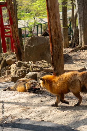 Obraz na płótnie 宮城蔵王キツネ村のキツネと鳥居 w salonie