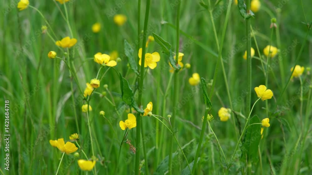 Frische grüne Wiese mit gelben Butterblumen an einem windigen Tag im Frühling
