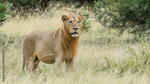 Lions in Kruger National Park