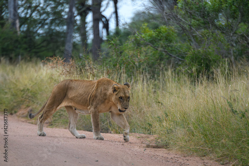 Lions in Kruger National Park