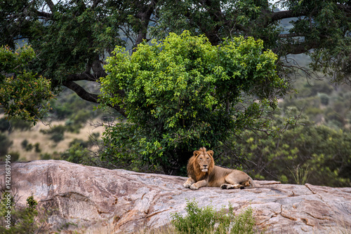Lions in Kruger National Park