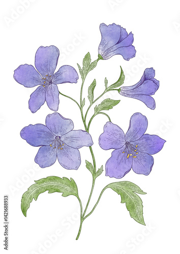 purple blue flowers on white background