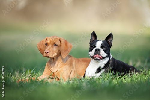boston terrier dog and vizsla puppy lying together on grass