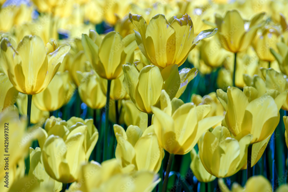 Obraz premium yellow tulips in the garden