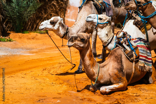 Camels in Ksar Ghilane oasis in Sahara