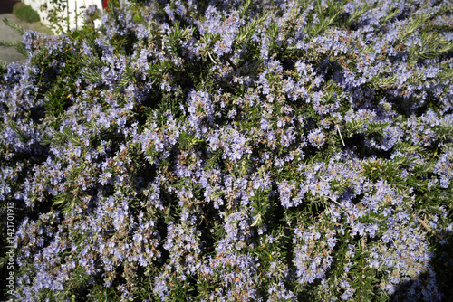 Fototapeta Naklejka Na Ścianę i Meble -  Romarin, Rosmarinus officinalis