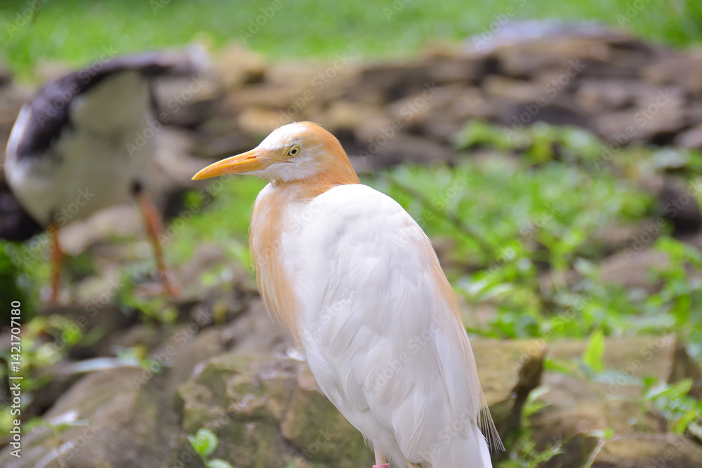 Fototapeta premium white egret in hand