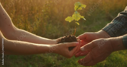Hands passing a young tree seedling symbolizing growth care and environmental legacy