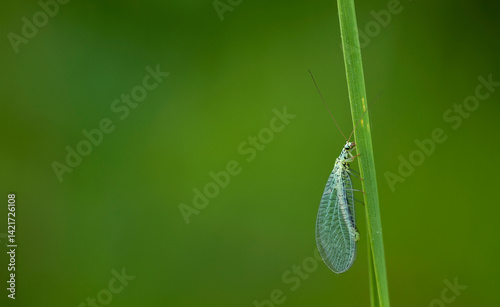 Chrysoperla carnea. Two-winged insect on a stem on a monochromatic natural background. Beautiful macro. 