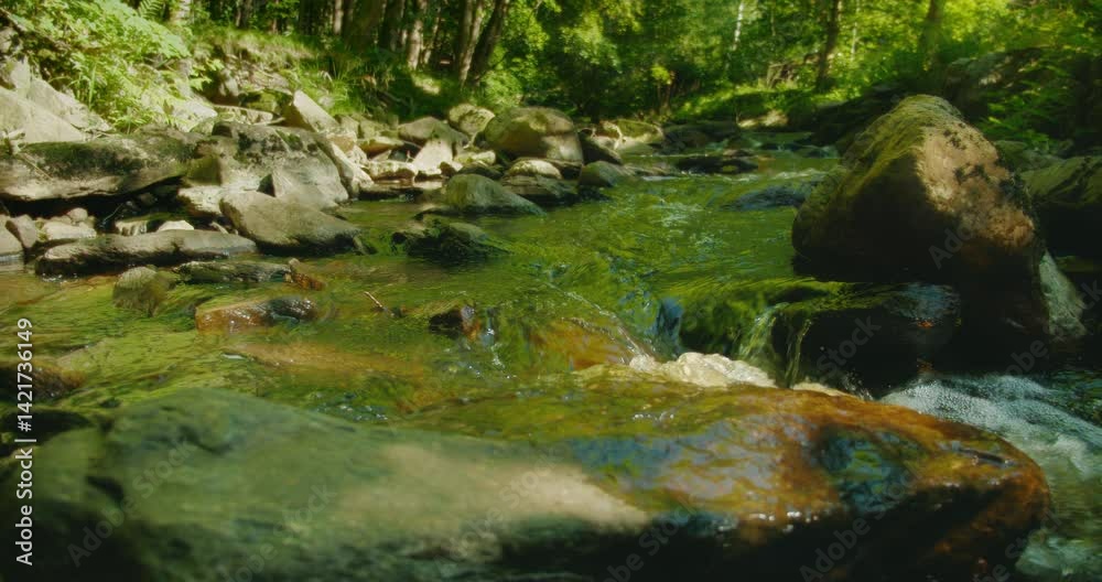 Flowing water over a bed of smooth rocks reflects the vibrant green canopy of the forest in a tranquil natural setting. Flowing water over a bed of smooth rocks reflects the vibrant green canopy of the forest in a tranquil natural setting.