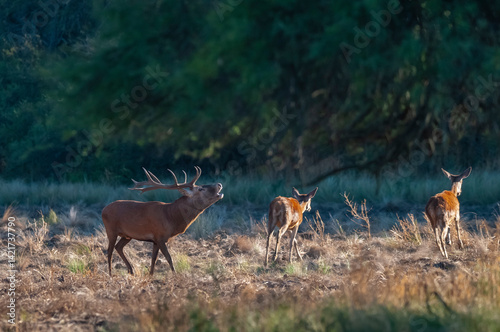 Red deer, Male roaring in La Pampa, Argentina, Parque Luro, Nature Reserve
