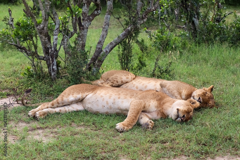Fototapeta premium Two lionesses sleeping peacefully under a tree in the african savannah