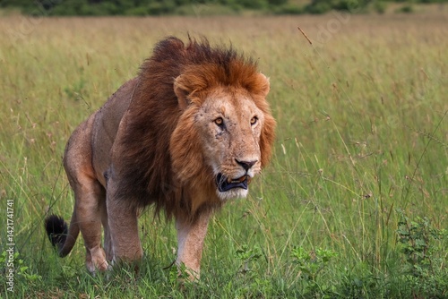 Wallpaper Mural Male lion walking in the savannah in Africa Torontodigital.ca