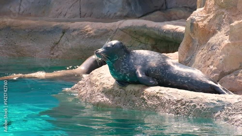Seal on Rocky Shore by Turquoise Water Glimpse into Marine Habitat and Serene Moments in Nature