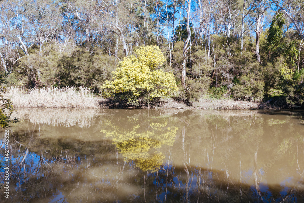 Blue Tongue Bend Walk in Warrandyte Melbourne Australia