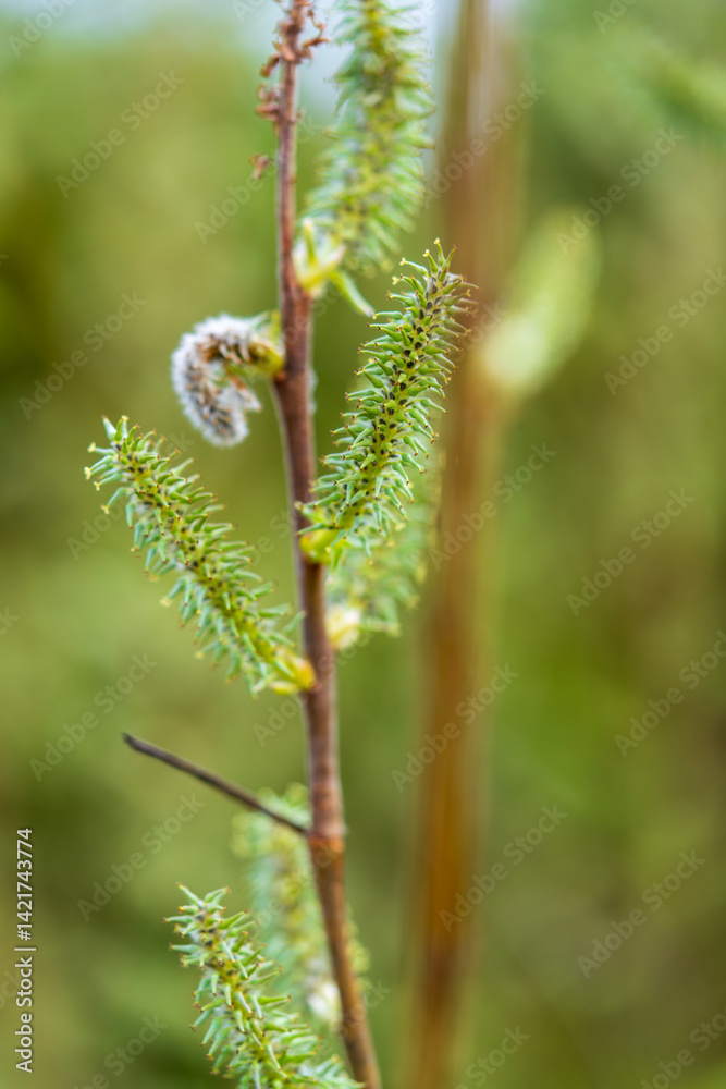 Macro photograph of unfurling young fern frond with green leaflets along reddish-brown stem against blurred background. Close-up image captures elegant spiral pattern of emerging fiddlehead in spring Macro photograph of unfurling young fern frond with green leaflets along reddish-brown stem against blurred background. Close-up image captures elegant spiral pattern of emerging fiddlehead in spring