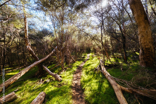 Obraz na płótnie Warrandyte State Reserve in Melbourne Australia w salonie