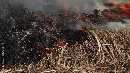 Flames and smoke rise from dry grass during a controlled burn in a field, used for land management and vegetation control.