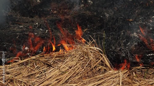 Flames and smoke rise from dry grass during a controlled burn in a field, used for land management and vegetation control.
