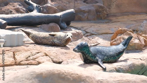 Seals Resting on Rocky Terrain Glimpse into Marine Wildlife and Their Natural Habitat in Natures Serenity