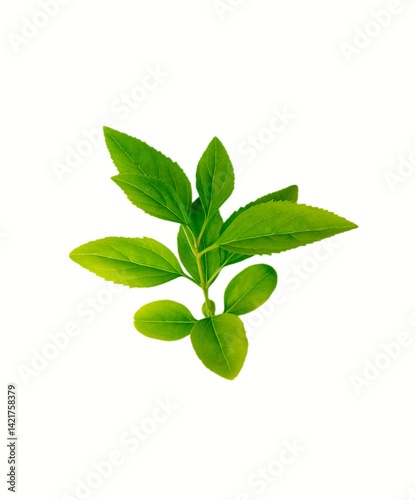 Forsythia leafs isolated.