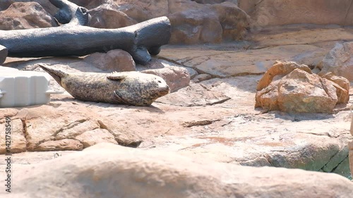 Seals Resting on Rocky Terrain Natural Scene with Stones, Logs, and Sunny Moments in Nature