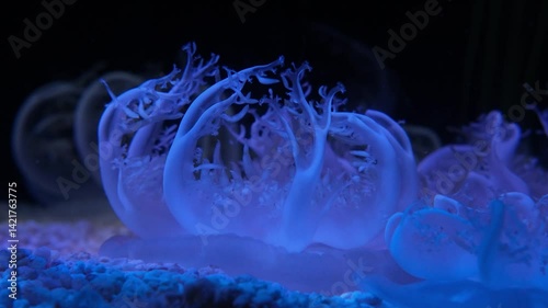 Mesmerizing underwater scene of bioluminescent jellyfish with flowing tentacles in tranquil blue aquatic environment.