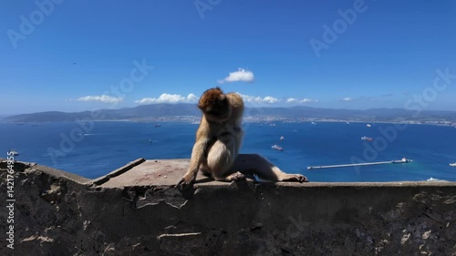 Barbary macaque sitting on a wall overlooking the sea and the African coast in the background in Gibraltar, UK