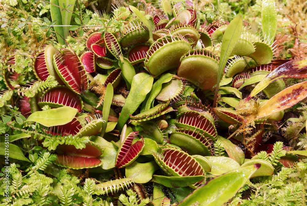 A close-up view of the Venus flytrap, a carnivorous insectivorous plant