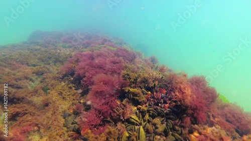 Black Sea algae sway on a rock against the backdrop of mussel growth
