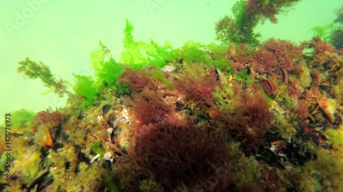 Black Sea algae sway on a rock against the backdrop of mussel growth