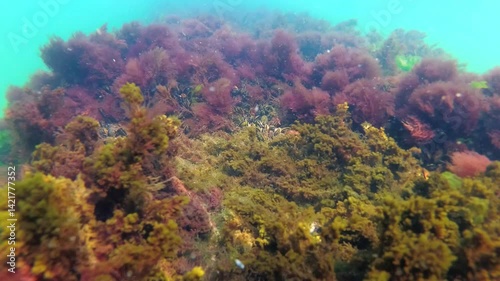 Black Sea algae sway on a rock against the backdrop of mussel growth