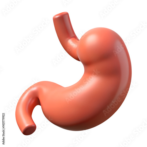 3D Human Stomach Organ Illustration photo