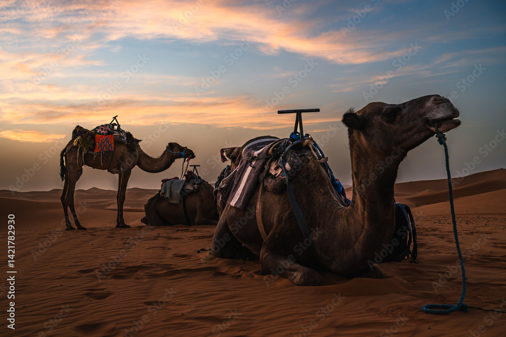 Camels in the desert during sunset with blue and yellow sky.