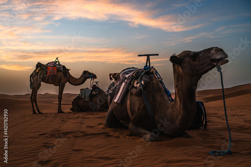Obraz na płótnie Camels in the desert during sunset with blue and yellow sky. w salonie