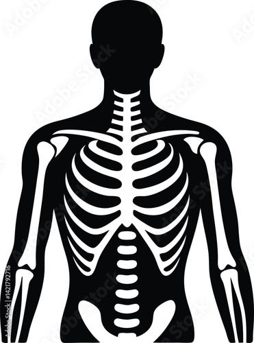 3d rendered illustration of a human skeleton