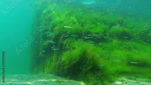 Small fish swim on the bottom of the Black Sea with algae growing on the stone