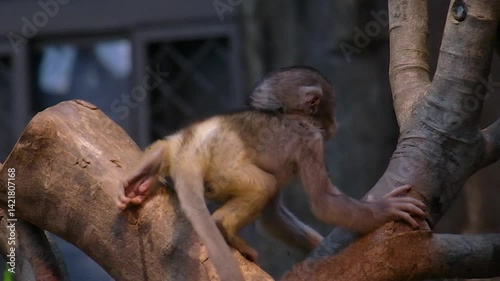 Young baby Golden Snub-nosed Monkey climbing tree branch in its natural habitat showcases wildlife agility and playful nature among animals.