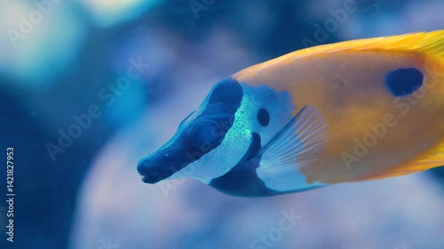 Colorful Foxface Rabbitfish swimming in aquarium, showcasing unique patterns and textures in serene underwater marine nature scene.
