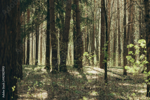 Morning spring colorful sunny forest