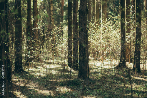 Morning spring colorful sunny forest