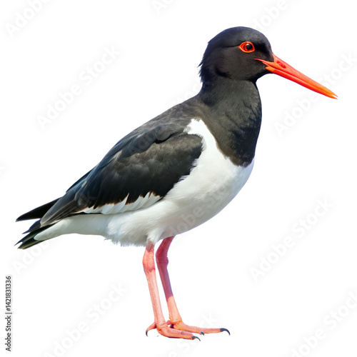 oystercatcher PNG, transparent background 