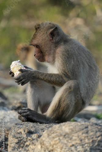 Macaque Primate Monkey Travel Thailand