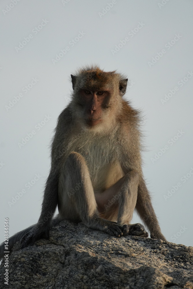 Macaque Primate Monkey Travel Thailand Macaque Primate Monkey Travel Thailand