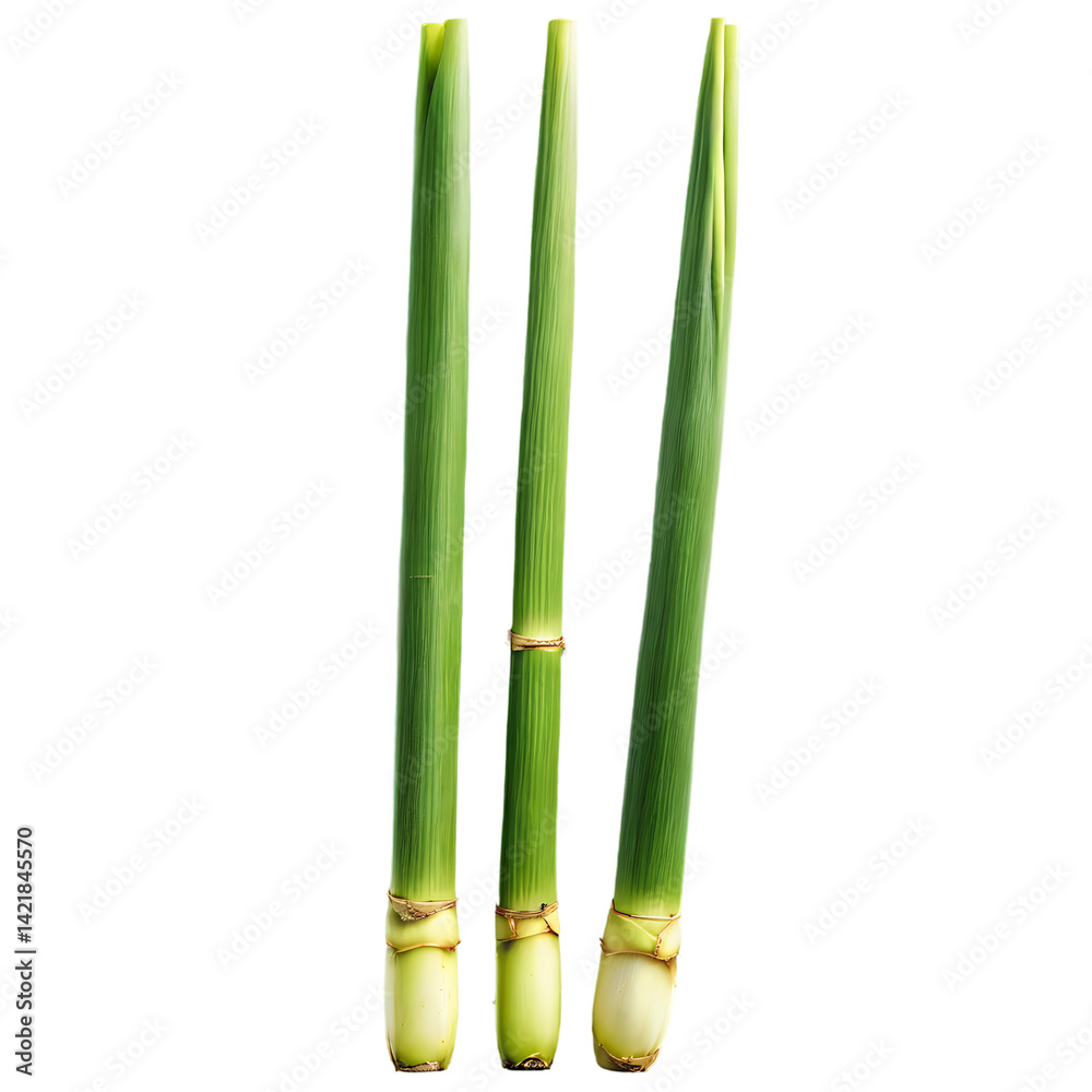 Fototapeta premium Three Stalks of Green Grass